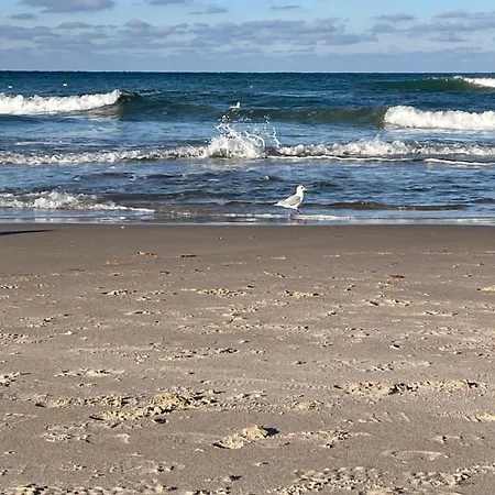 Apartament Marina * دجيفنوفيك